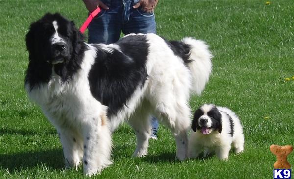 Turtle Creek Newfies Picture 2